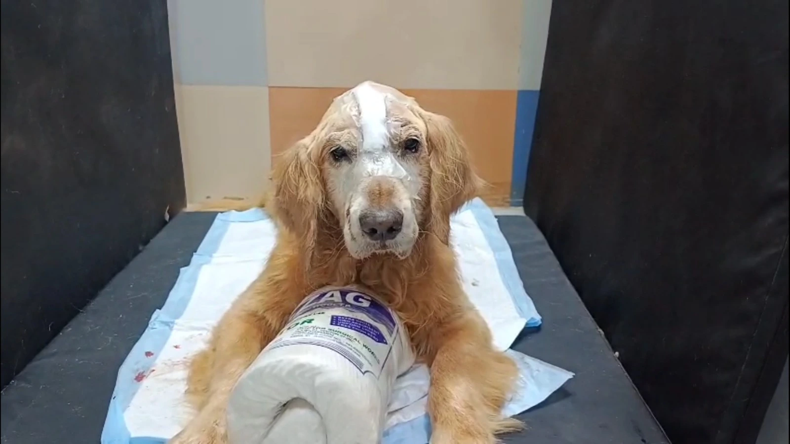 Dog recovering in ICU after successful brain tumor surgery at MaxPetZ Hospitals, Delhi