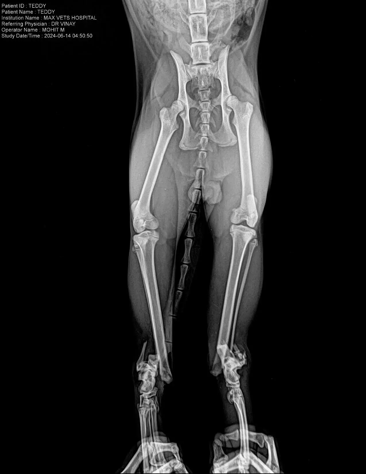 Bilateral Tibial Fracture Repair in Dogs  MaxPetZ Orthopedic Surgery