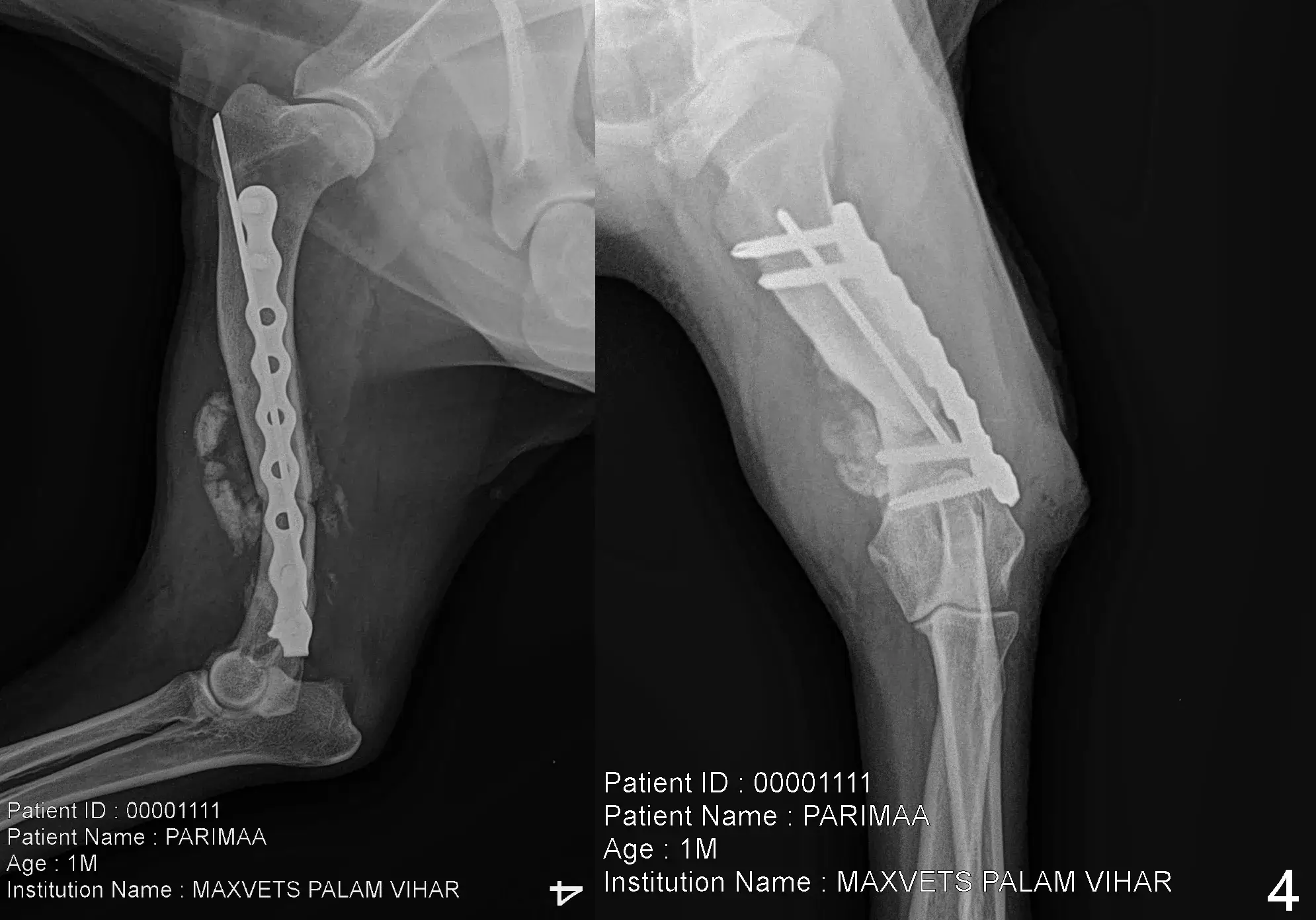 X ray of Mid-Diaphyseal Humeral Fracture in Dogs