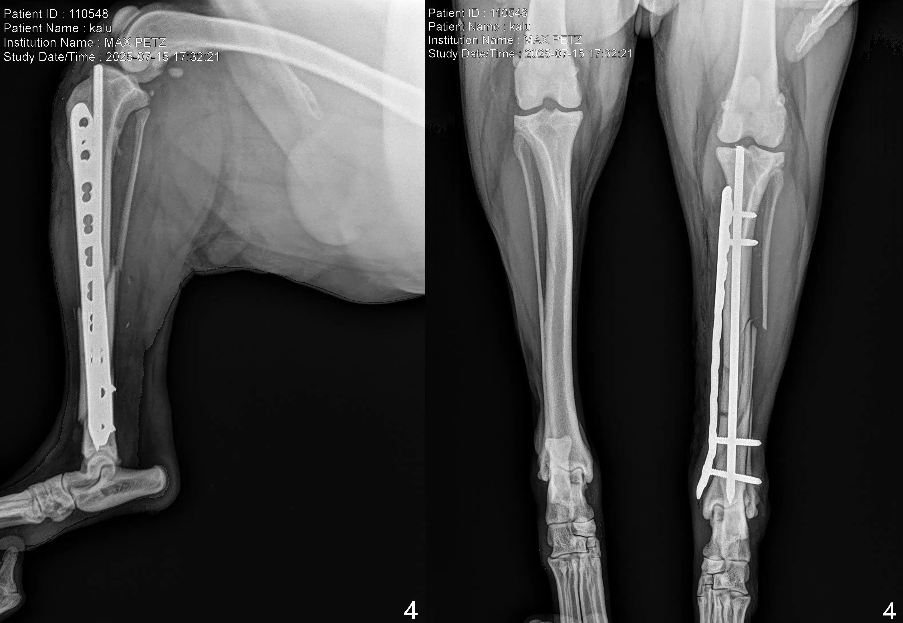 X rays Tibial Spiral Fracture Repair in a Dog