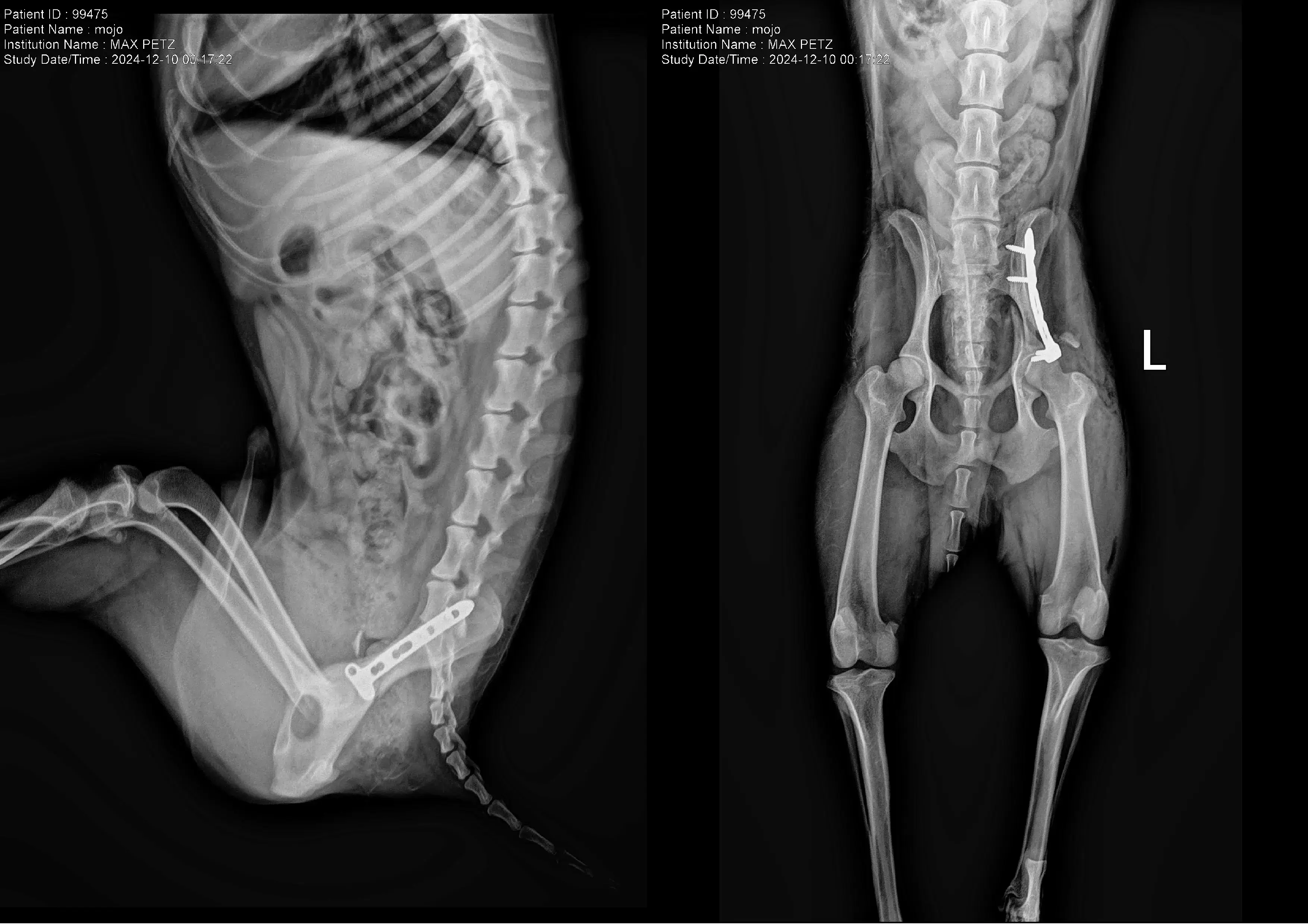 X-ray-- Iliac Wing Fracture Repair in a Dog