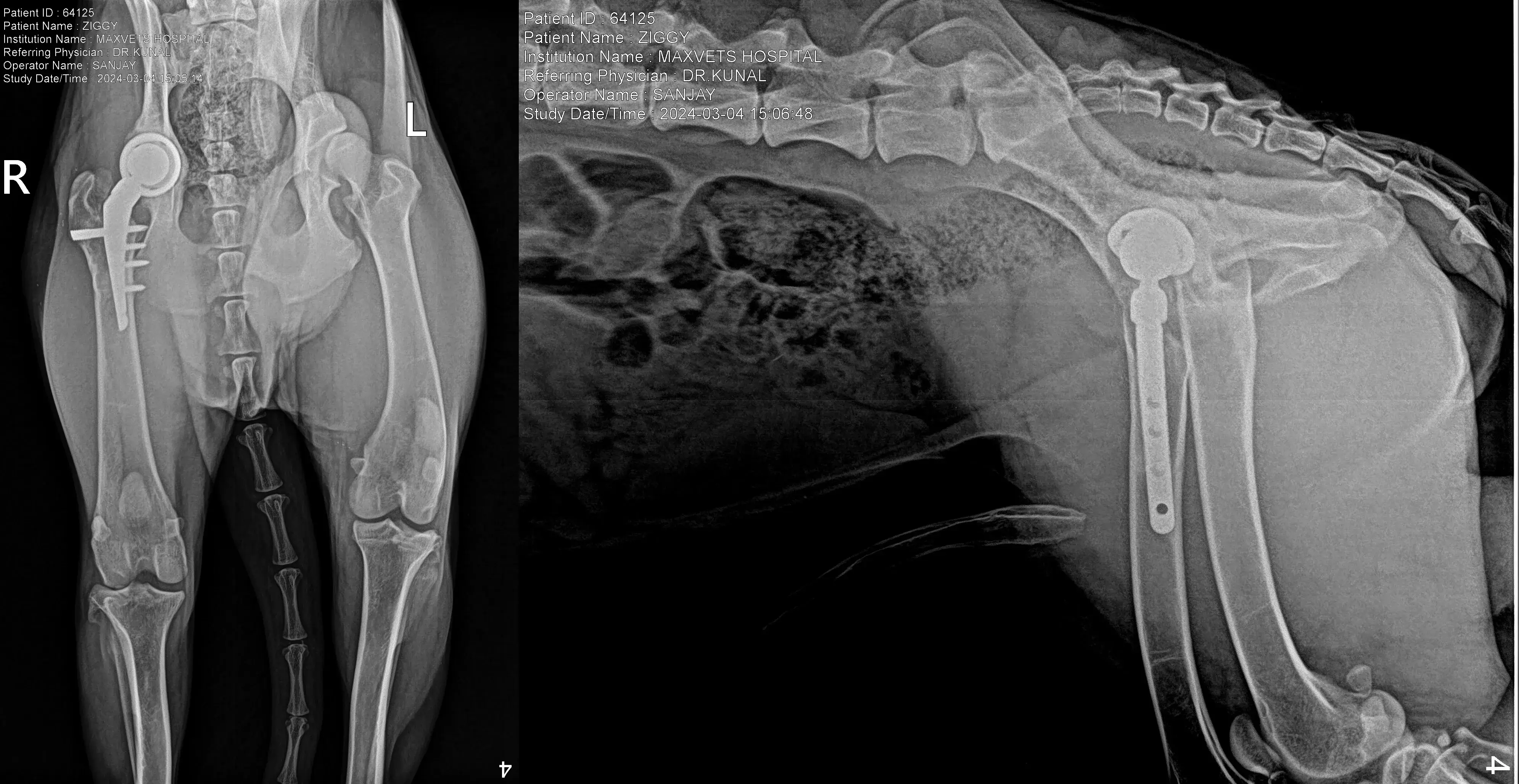 Total hip replacement in A Dog, X RAY Implant View, Maxpetz Delhi